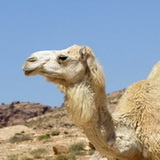 Little Petra - White camel